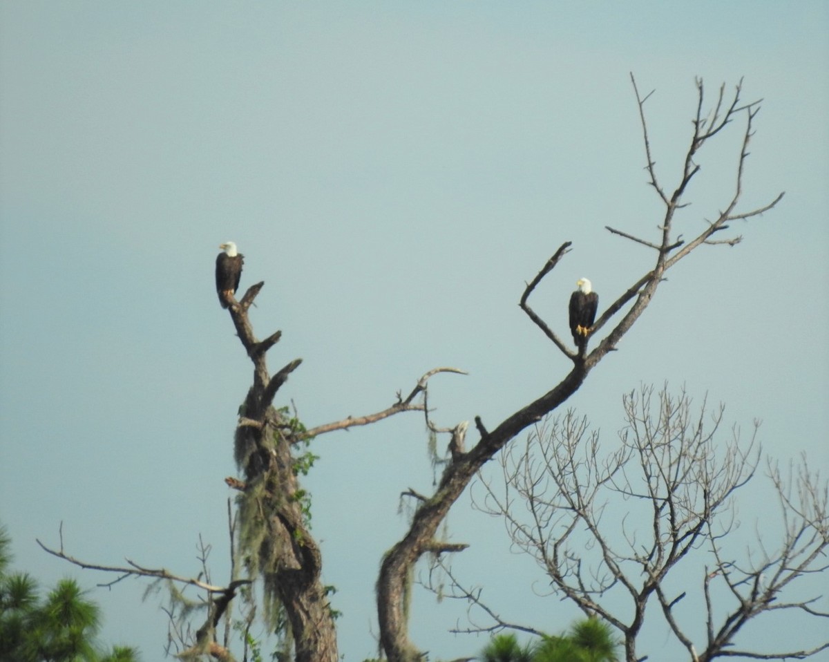 Bald Eagle - Jin Park