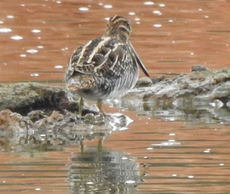 Wilson's Snipe - ML184485991