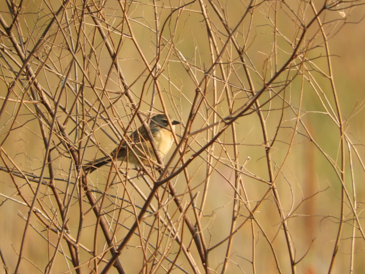 Long-tailed Reed Finch - ML184486311