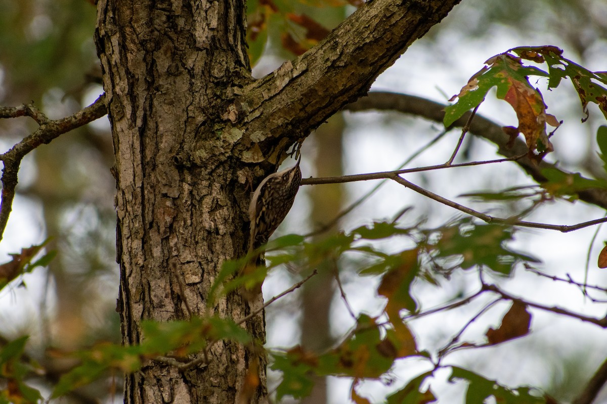 Brown Creeper - ML184486641