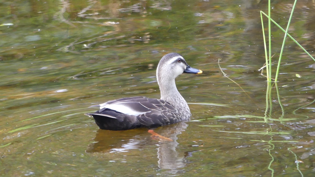 Eastern Spot-billed Duck - ML184488321