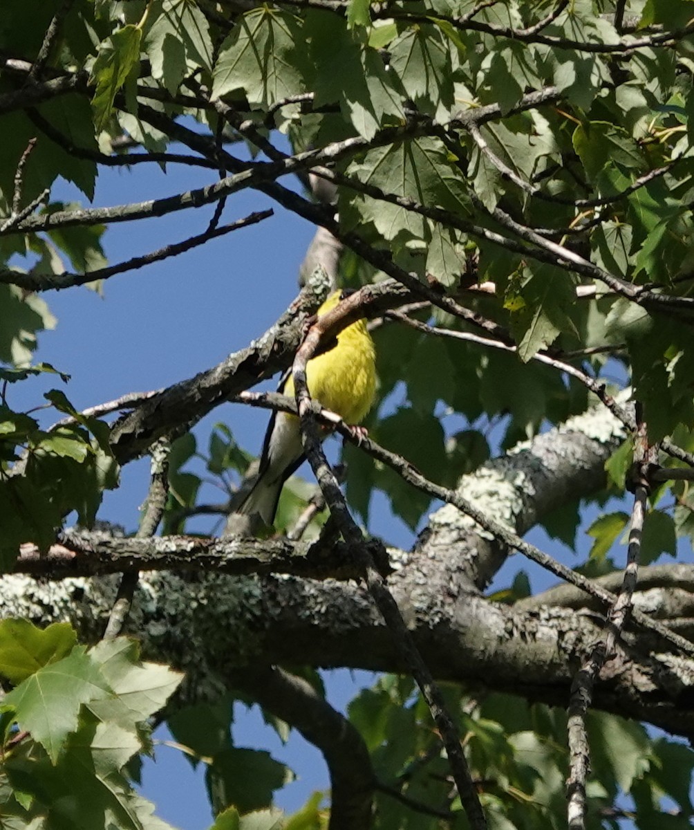 American Goldfinch - ML184489461