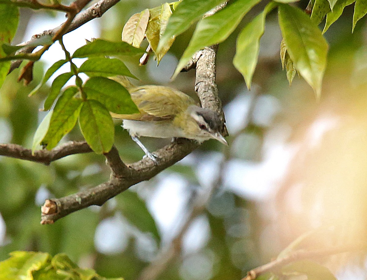 Rotaugenvireo - ML184489921