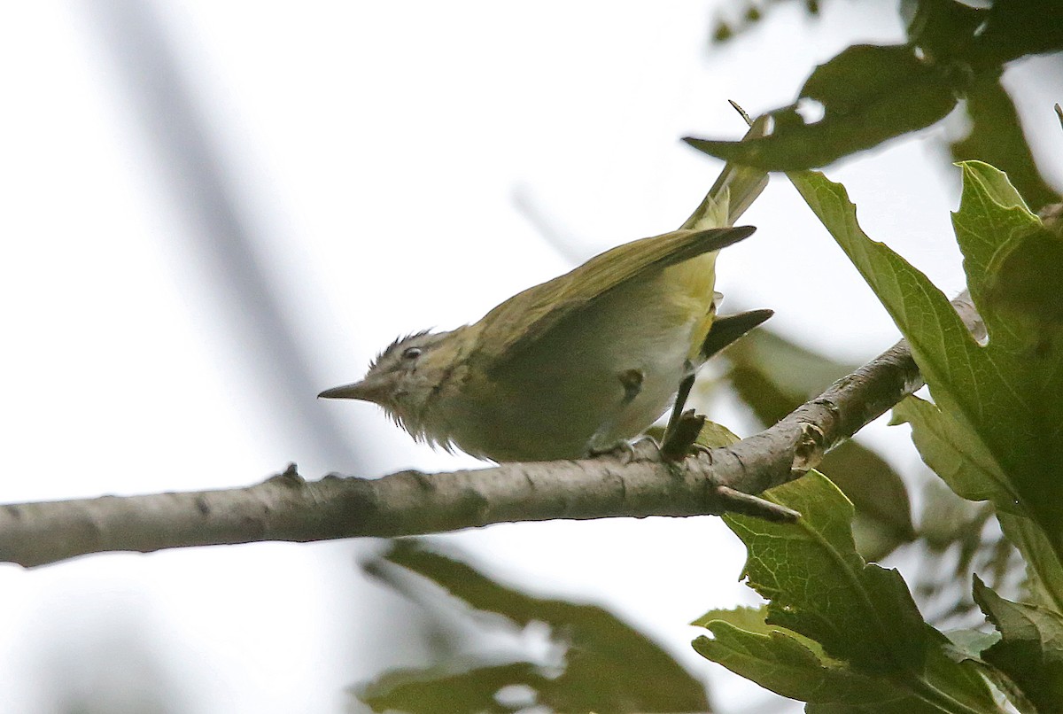 Red-eyed Vireo - ML184489971