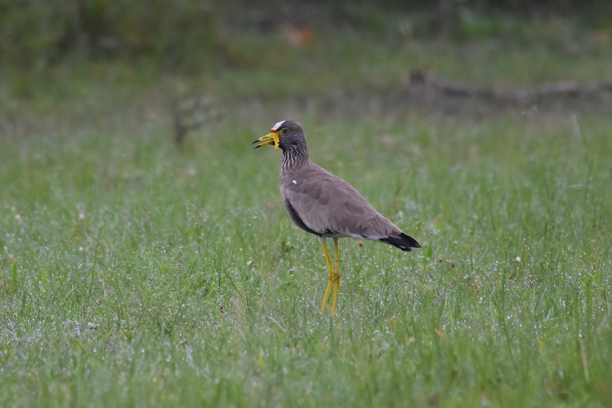 Wattled Lapwing - ML184490861