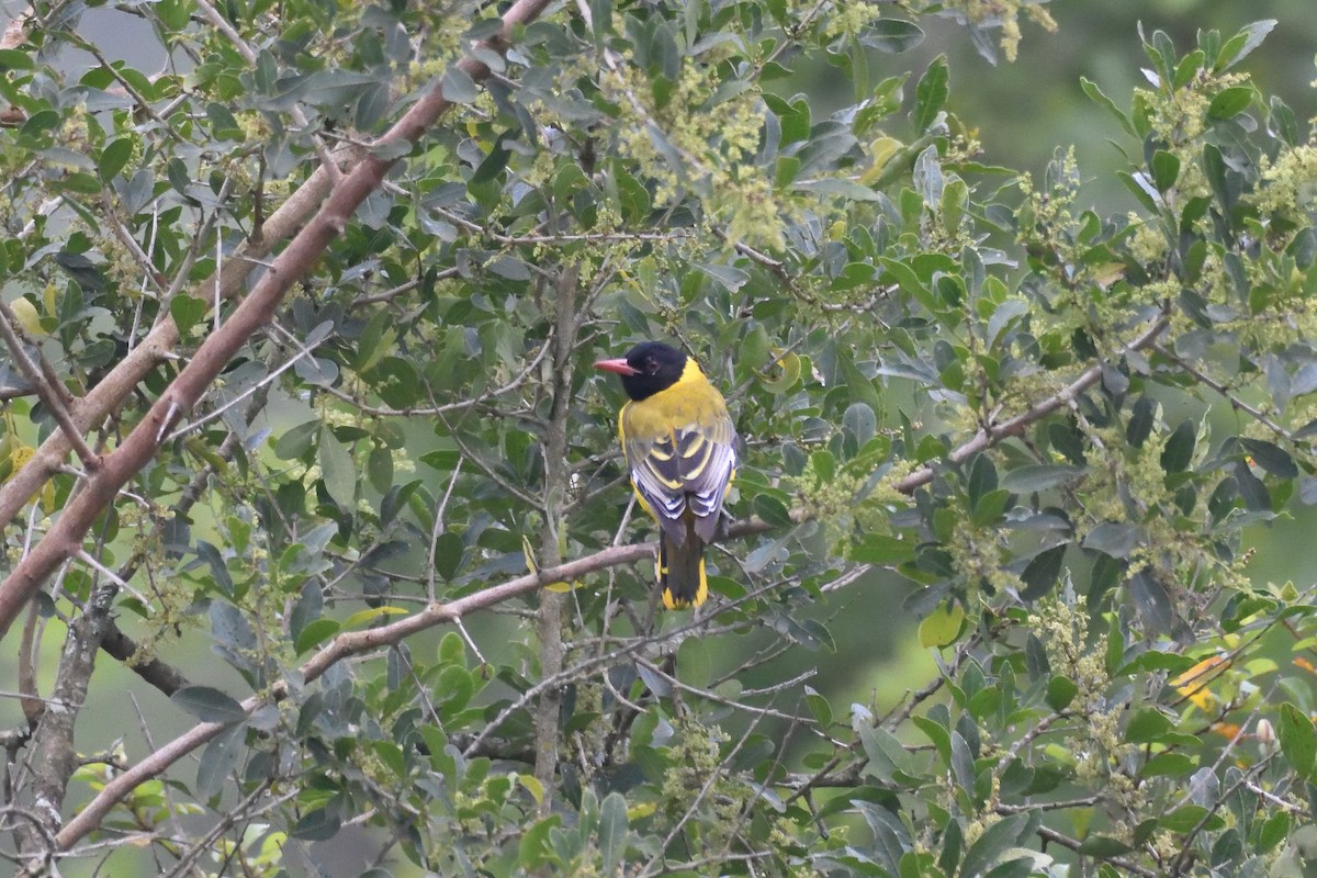 African Black-headed Oriole - ML184490981