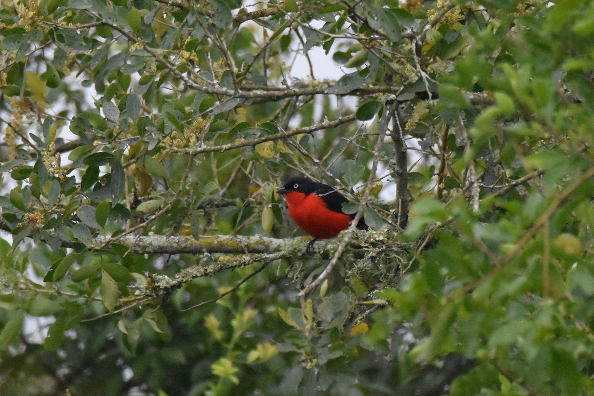 Black-headed Gonolek - ML184491001