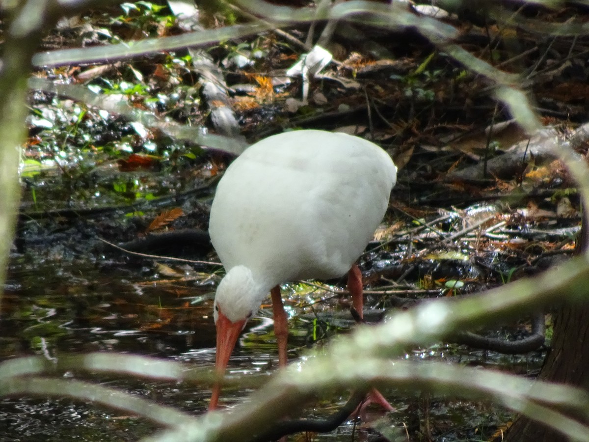 ibis bílý - ML184491621