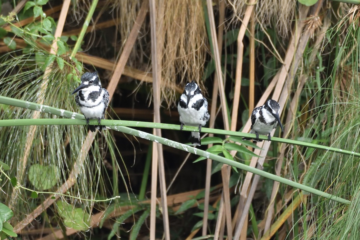 Pied Kingfisher - Santiago Caballero Carrera