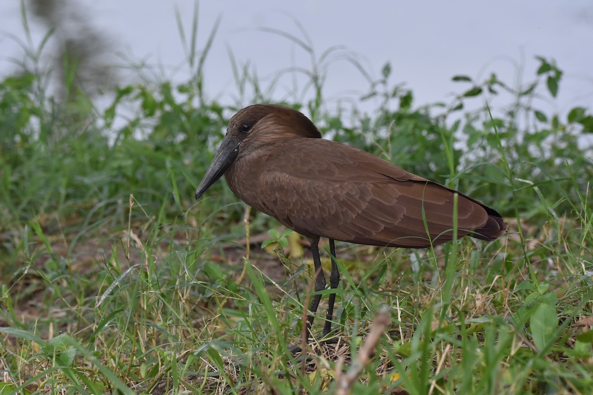 Hamerkop - ML184492481