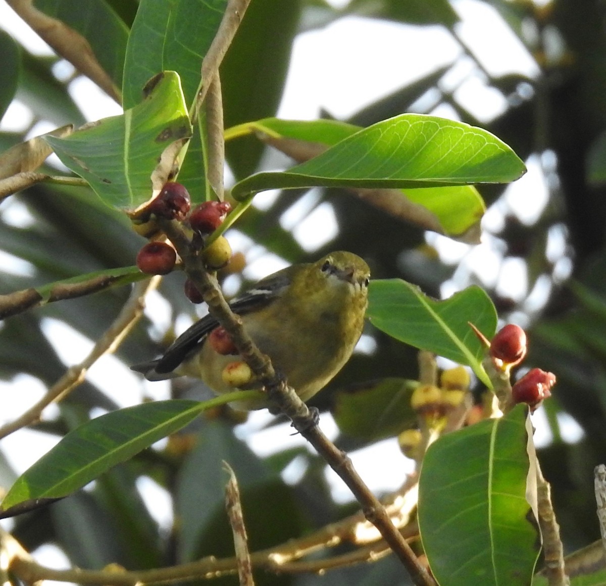 Bay-breasted Warbler - Kelly Ducham