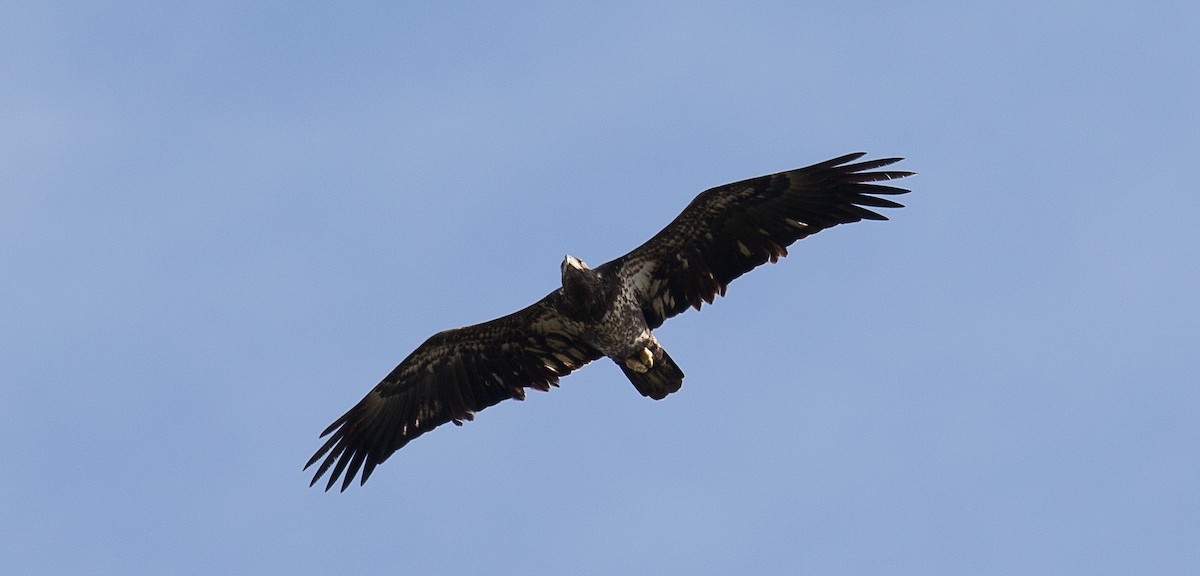 Weißkopf-Seeadler - ML184492861