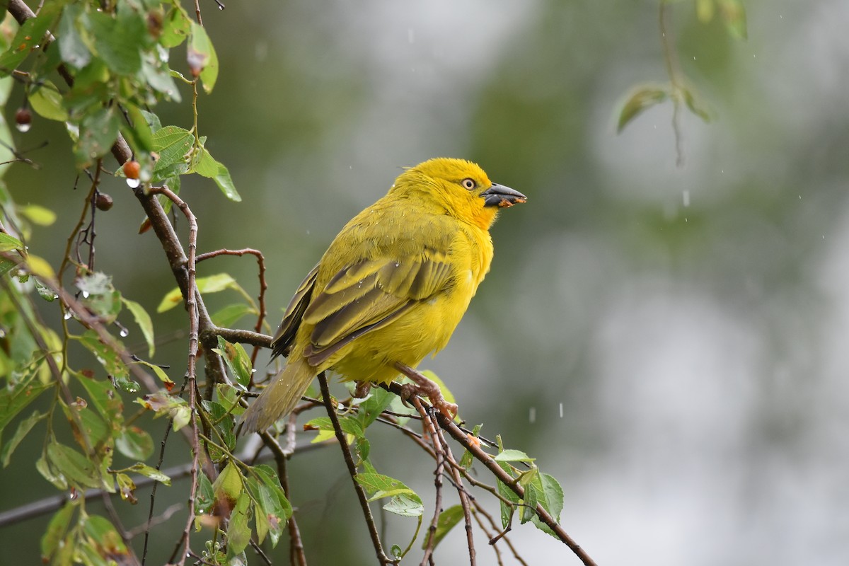 Holub's Golden-Weaver - ML184493091