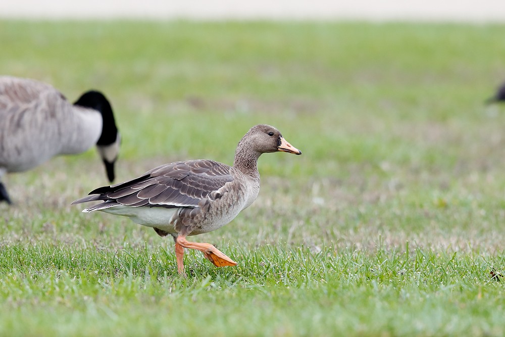 Greater White-fronted Goose - Geoff Malosh