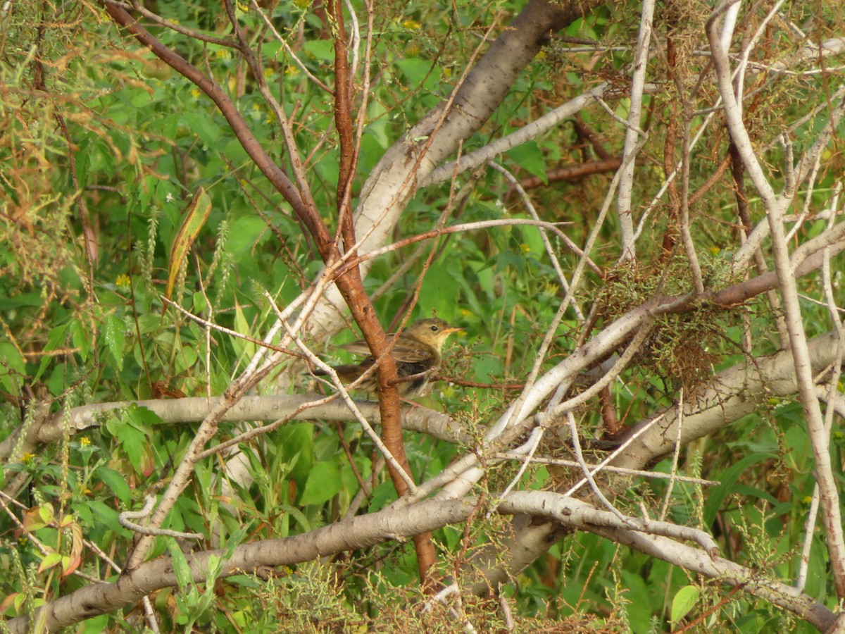 Buscarla Pintoja - ML184494201