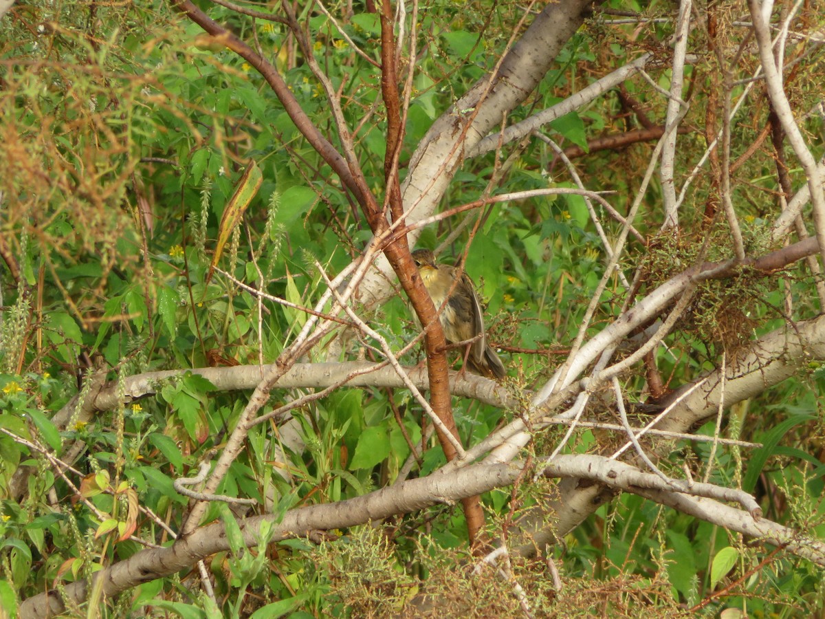 Buscarla Pintoja - ML184494211