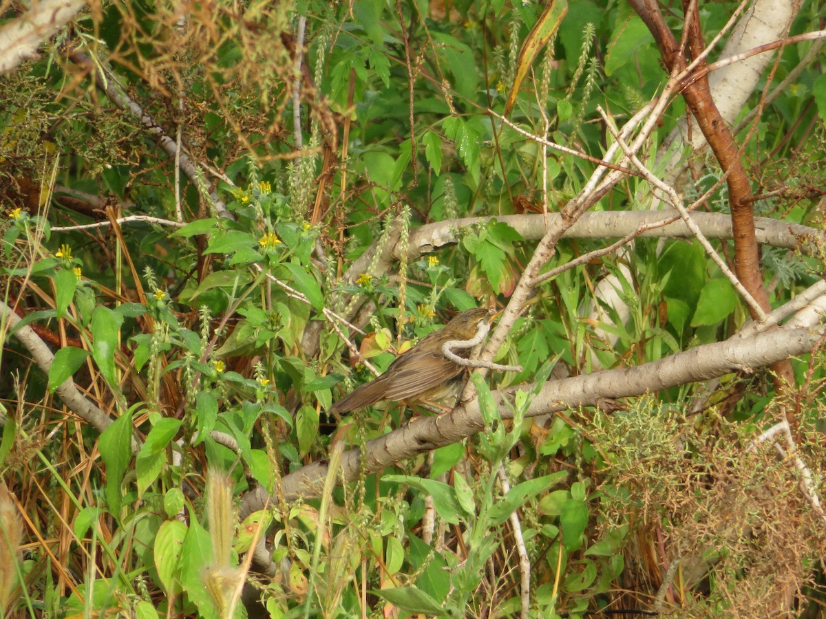 Buscarla Pintoja - ML184494221