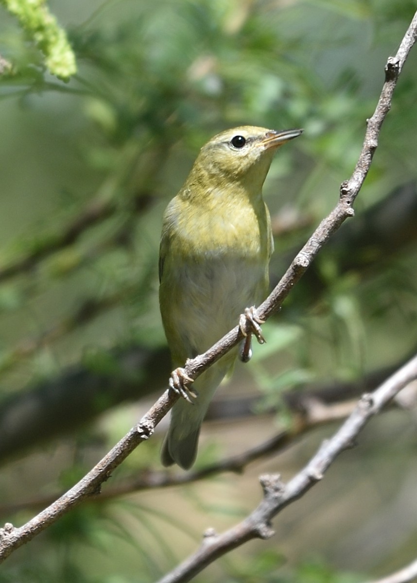 Tennessee Warbler - ML184495011