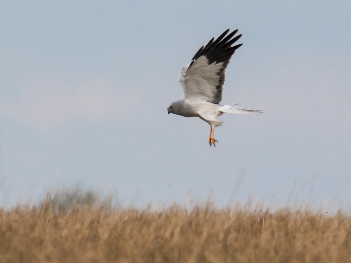 Hen Harrier - Dina Nesterkova