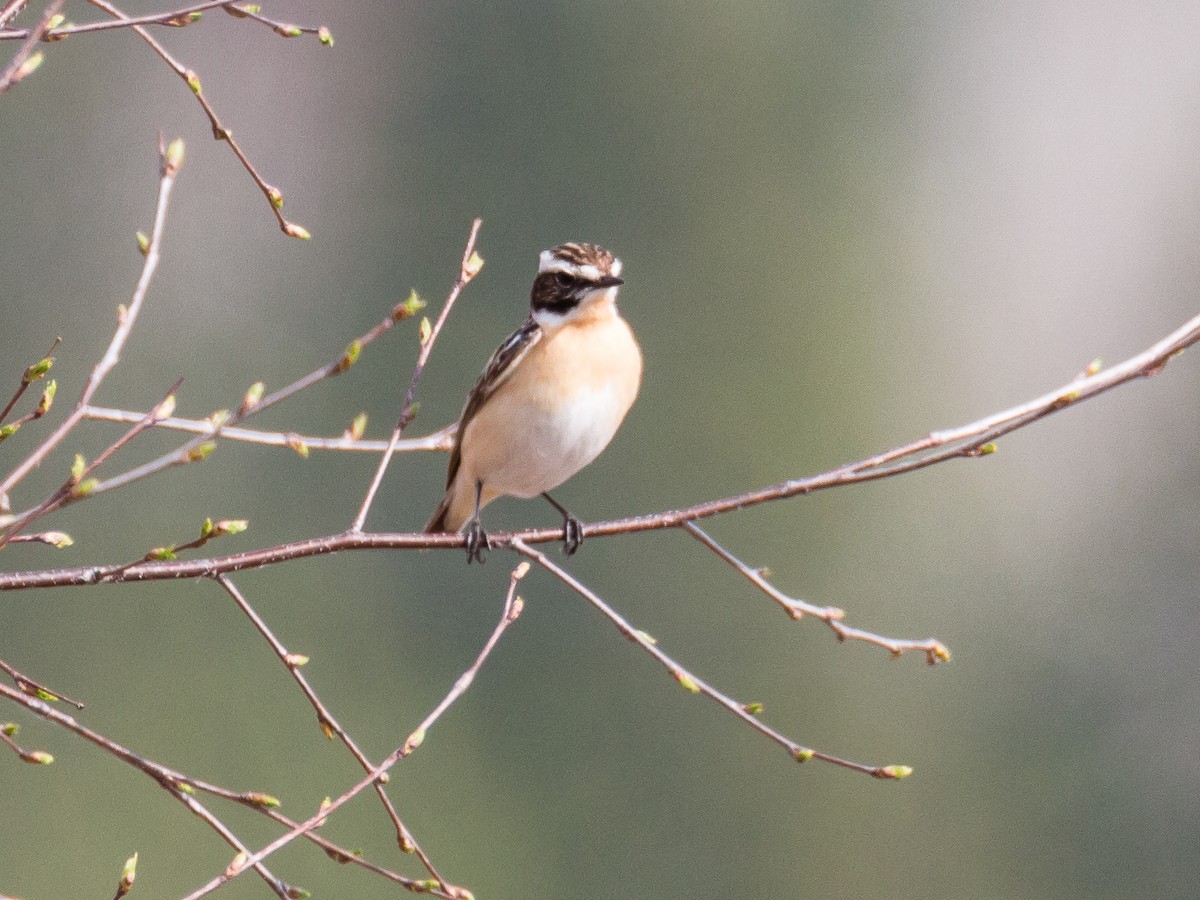 Braunkehlchen - ML184495981