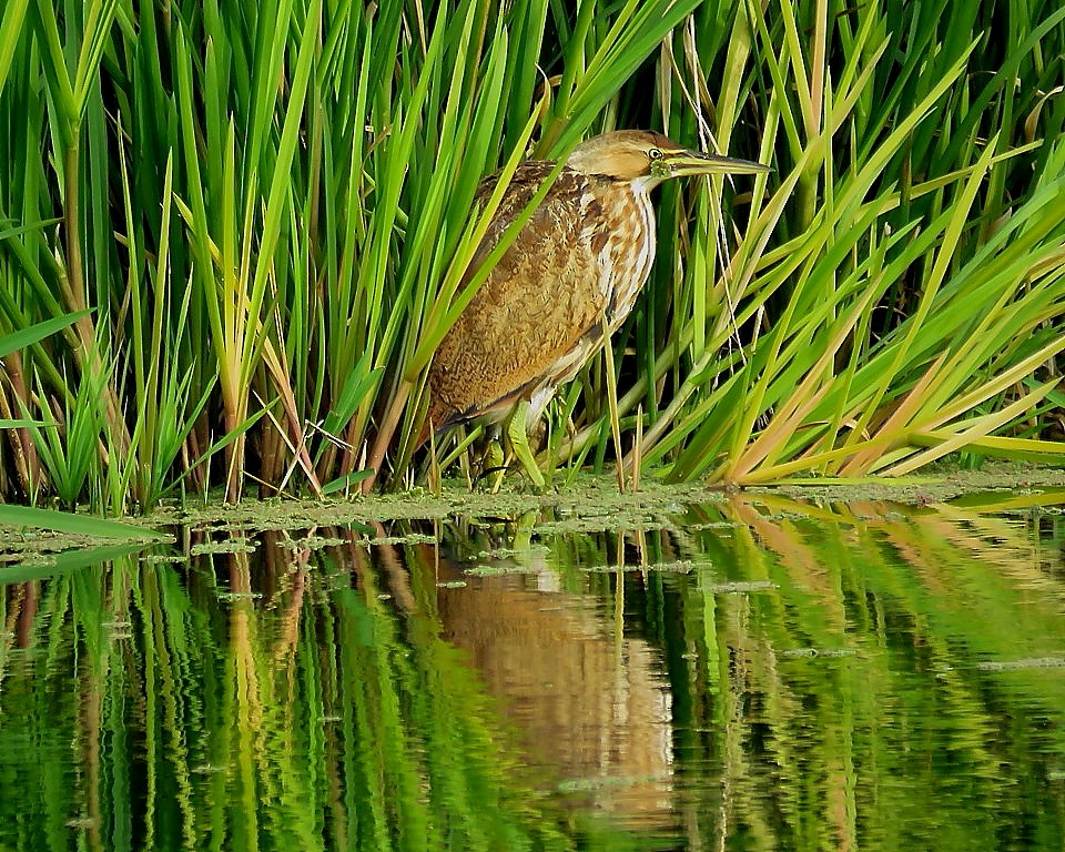 American Bittern - Kay Steer