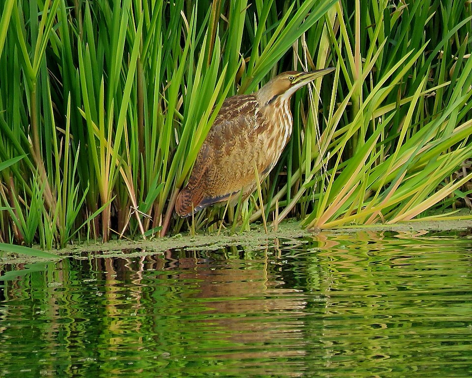 American Bittern - Kay Steer