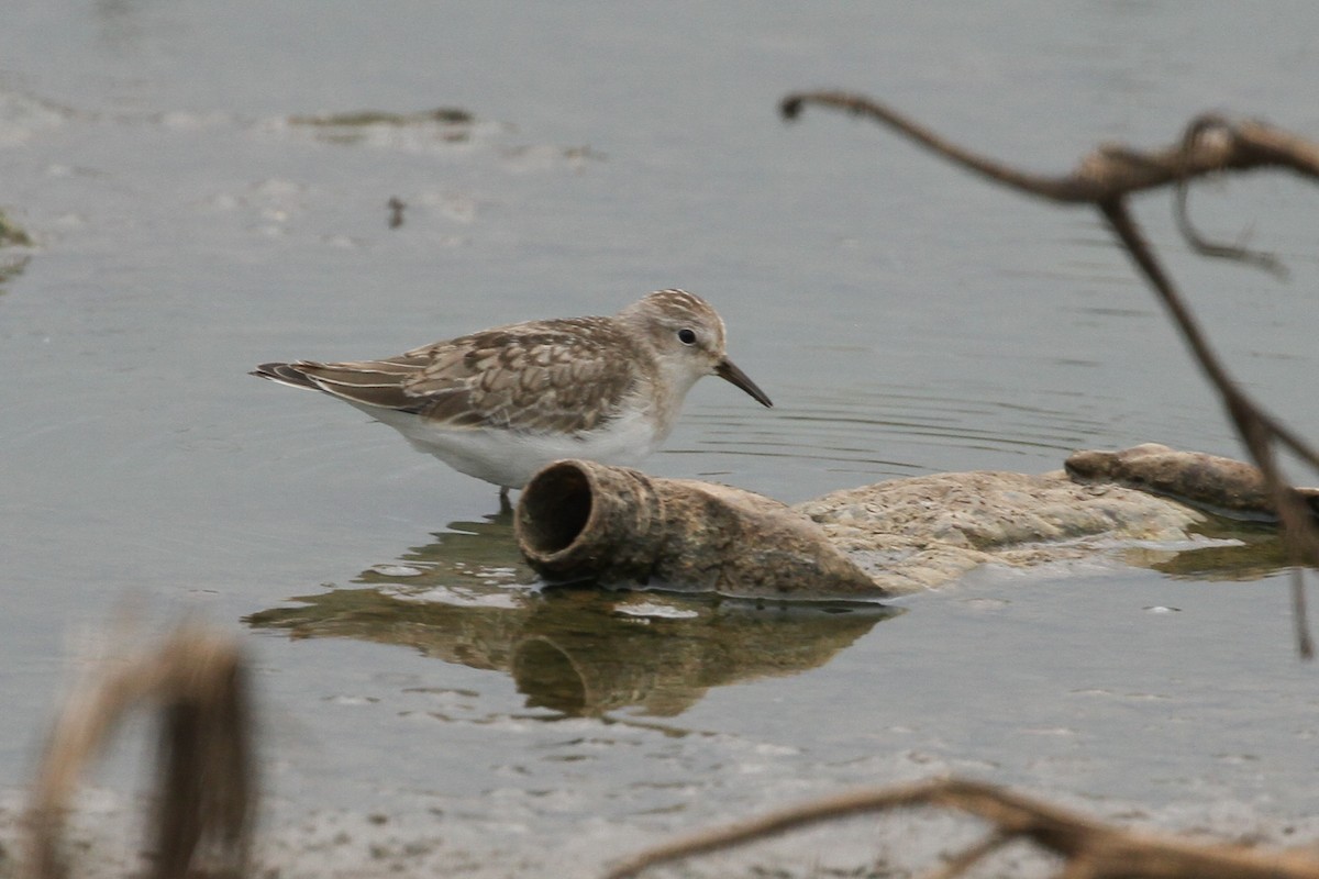 Temminck's Stint - Evan Buechley