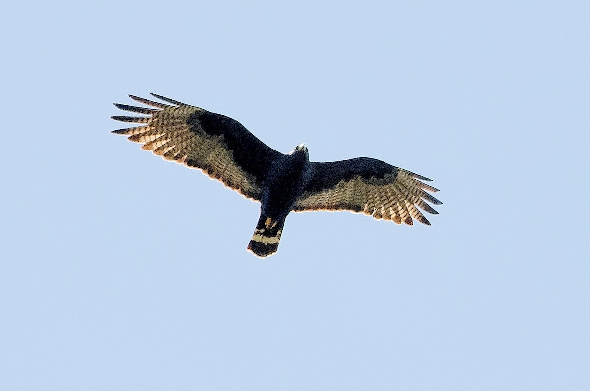 Zone-tailed Hawk - ML184497071