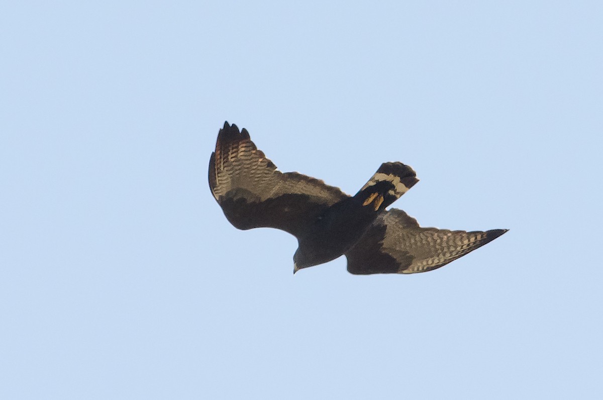 Zone-tailed Hawk - ML184497111