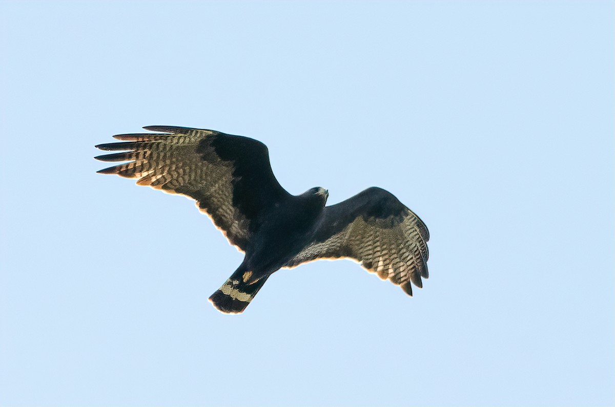 Zone-tailed Hawk - ML184497121