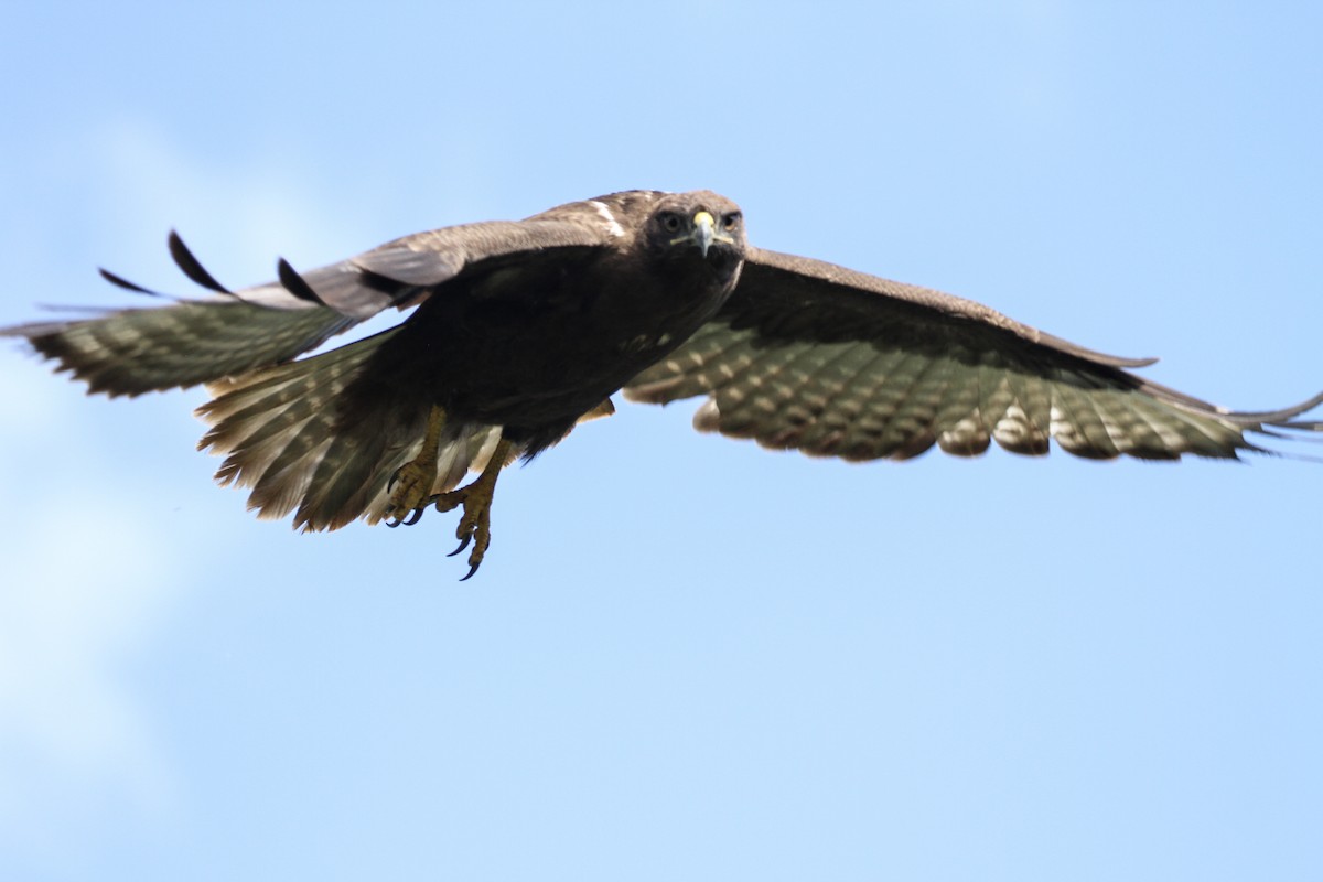 Brown Snake-Eagle - ML184497861