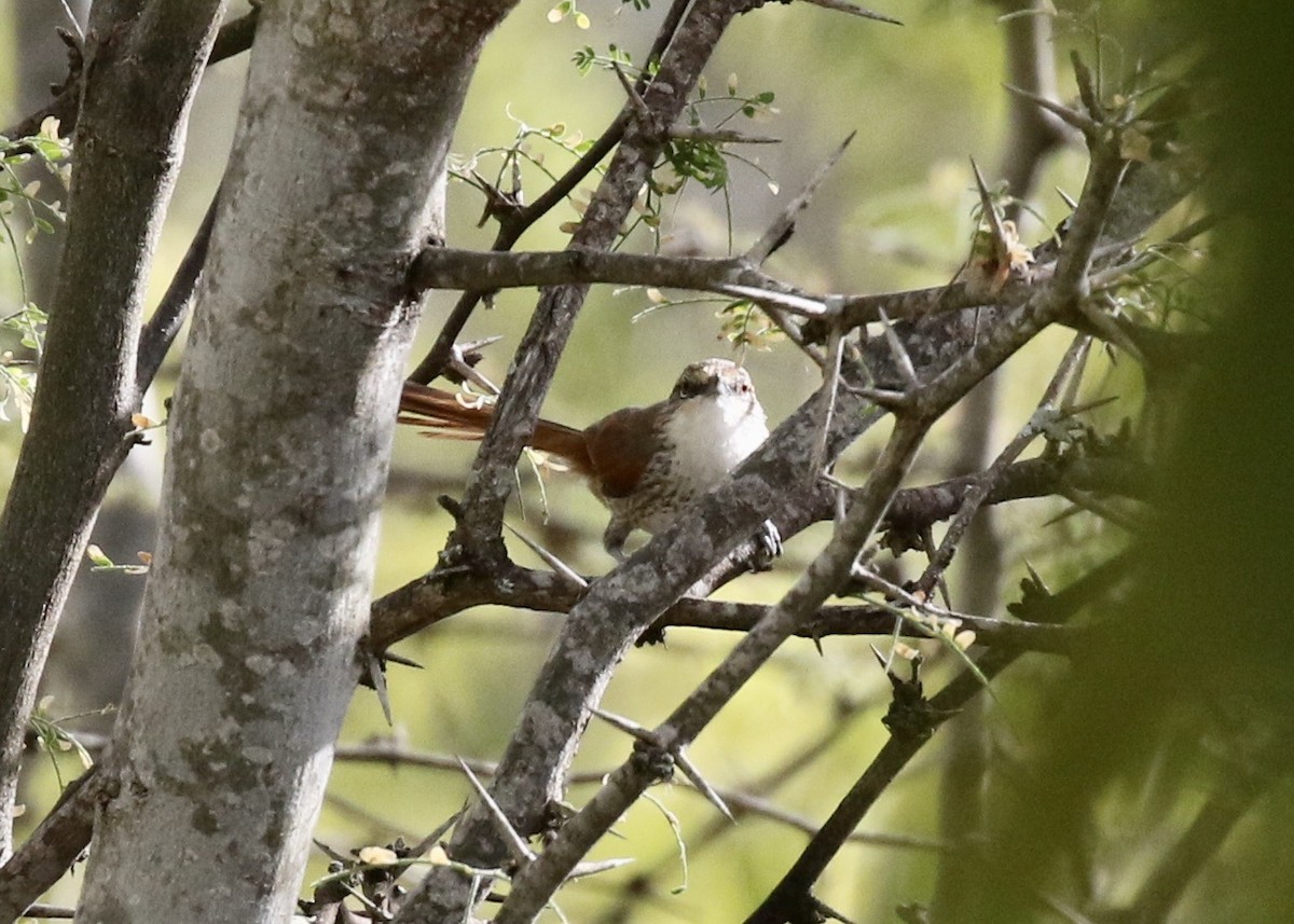 Chinchipe Spinetail - ML184498111