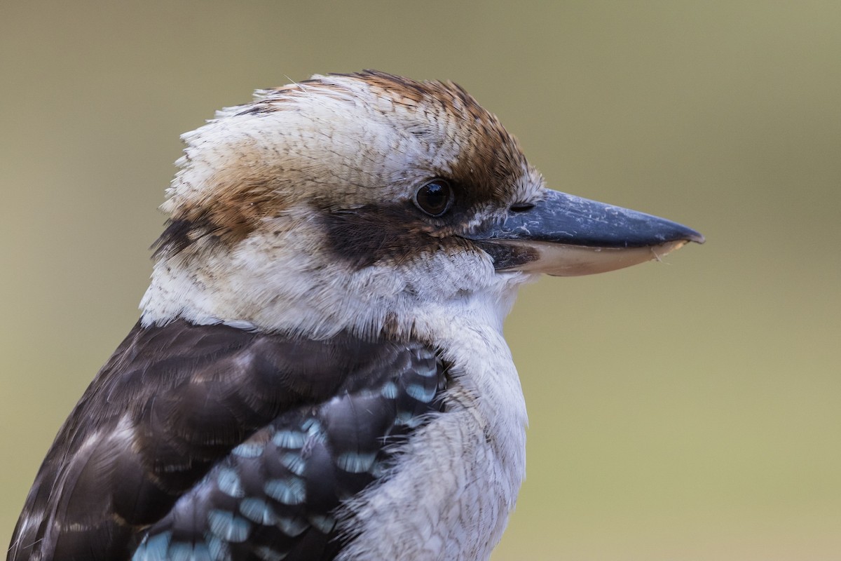 Laughing Kookaburra - ML184499431