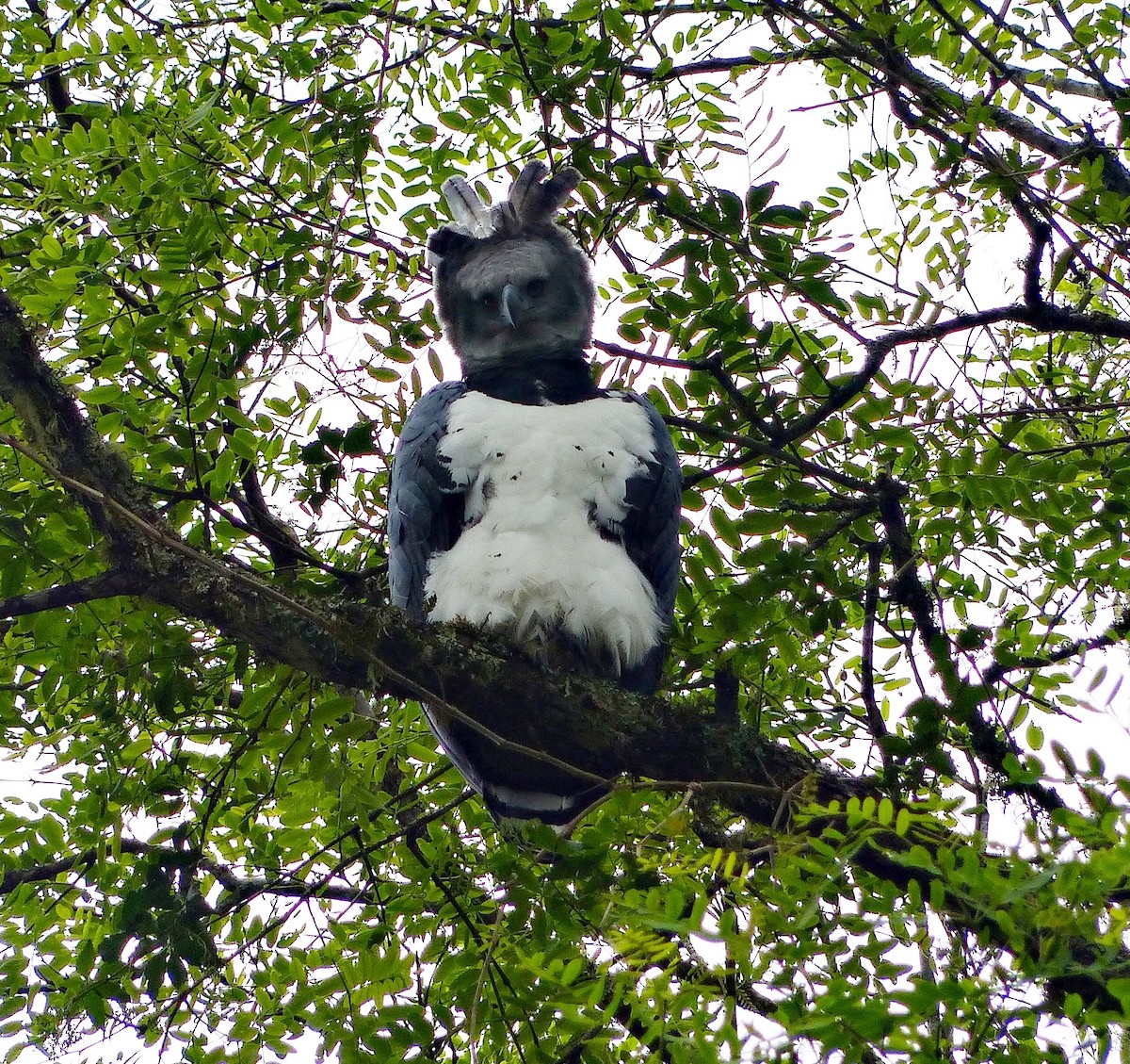 Harpy Eagle - ML184500031