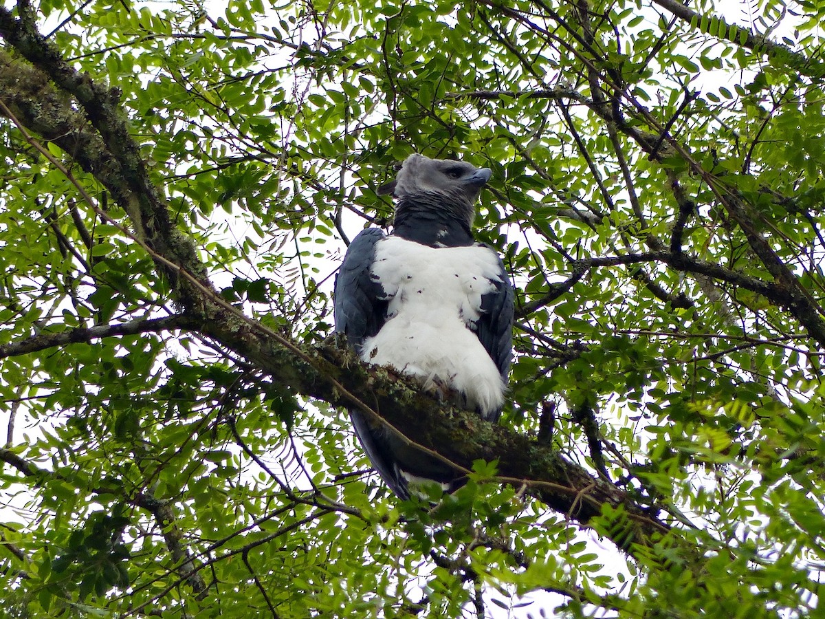 Harpy Eagle - ML184500051