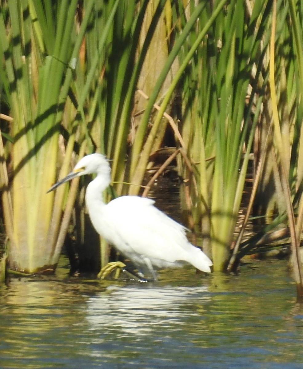 Snowy Egret - ML184502441