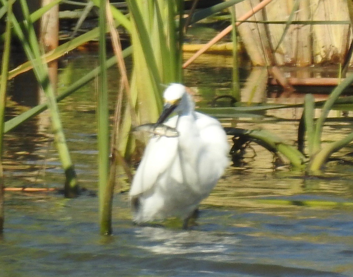 Snowy Egret - ML184502511