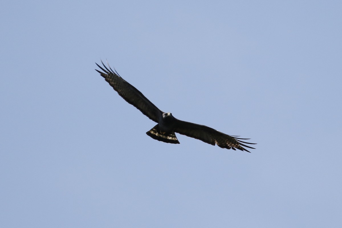 Zone-tailed Hawk - ML184502601
