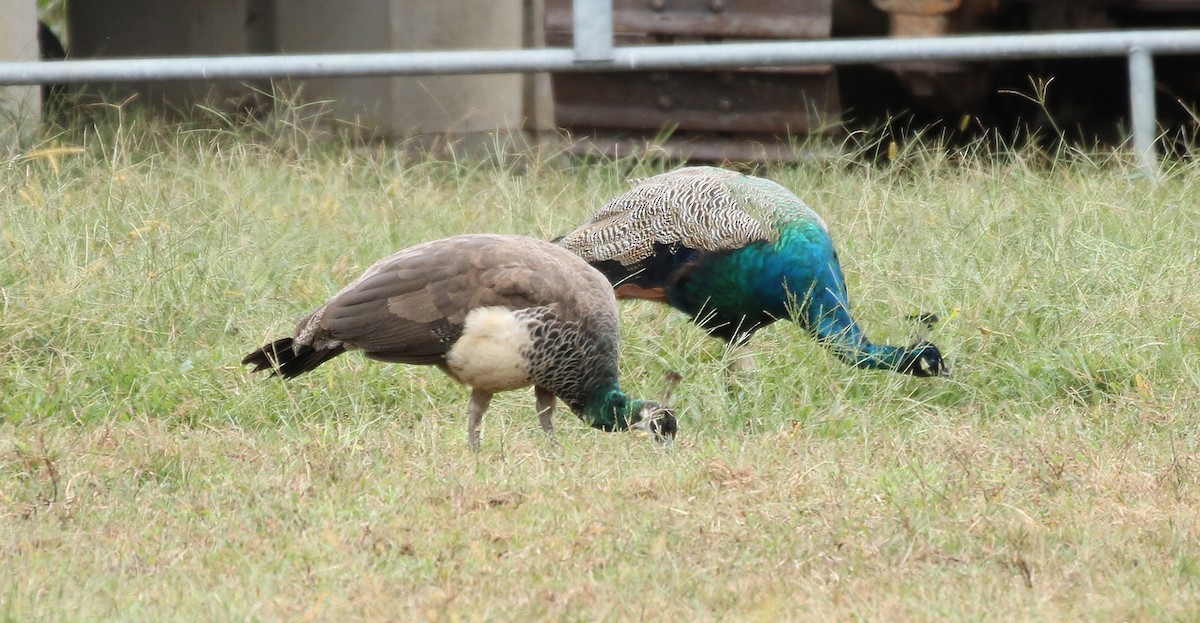 Indian Peafowl (Domestic type) - ML184502641