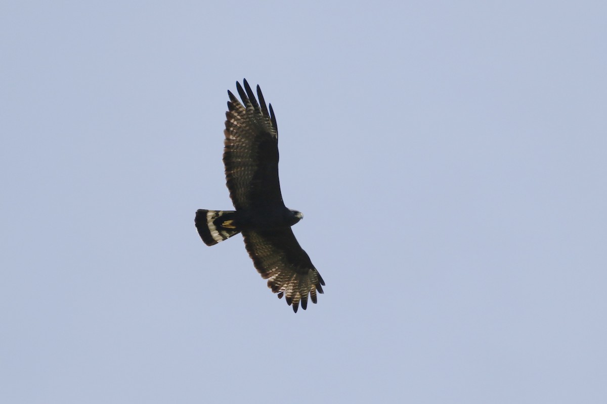 Zone-tailed Hawk - ML184502691