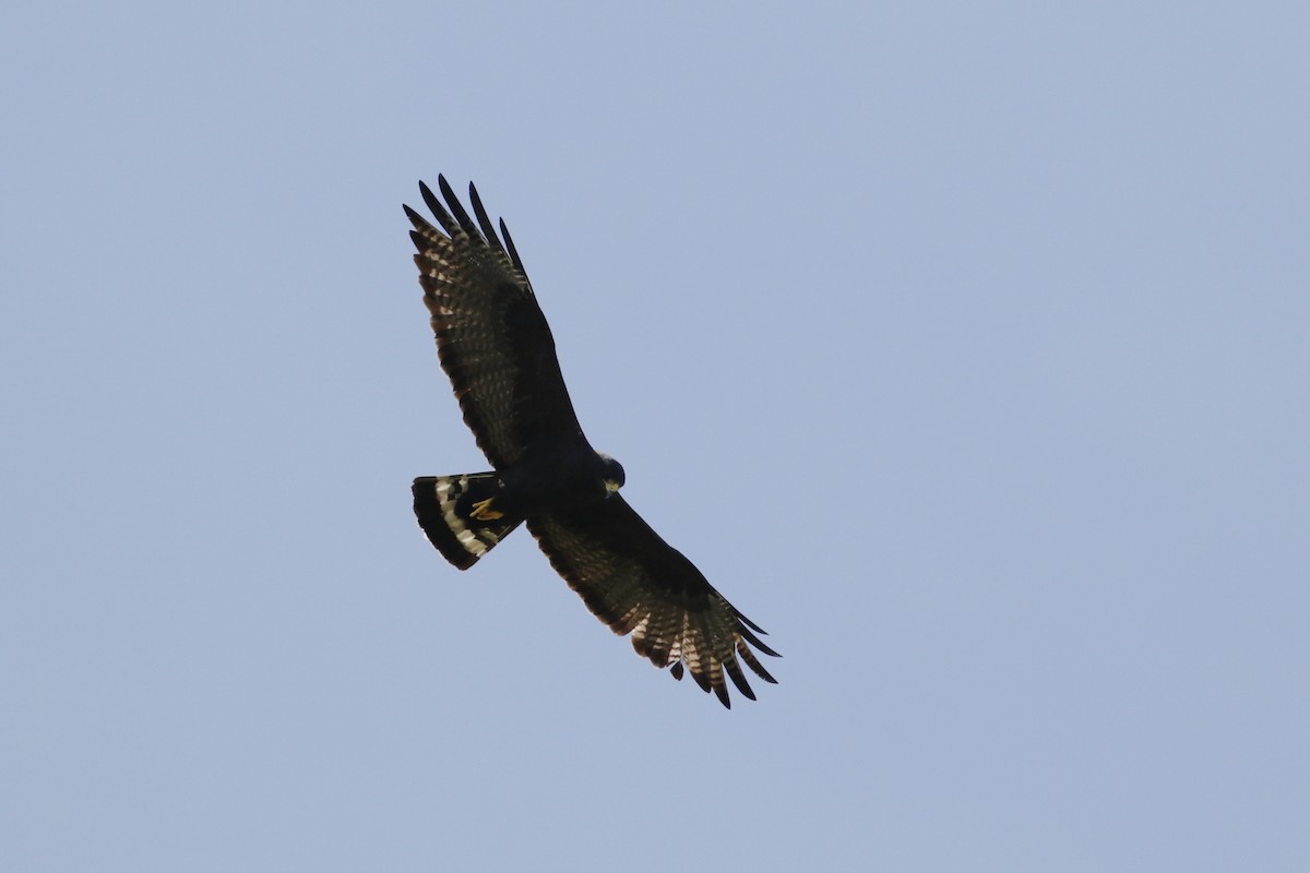 Zone-tailed Hawk - ML184502811
