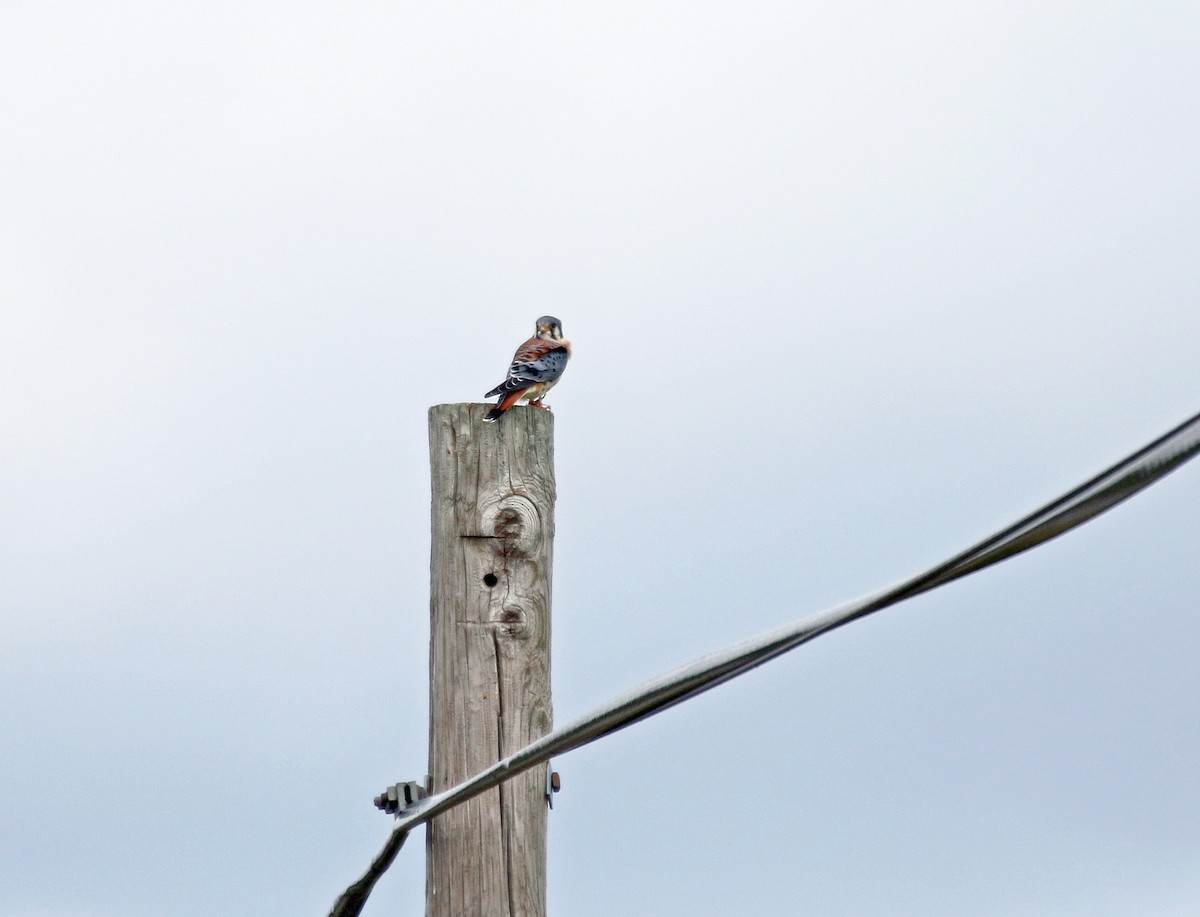 American Kestrel - Denise Bittle