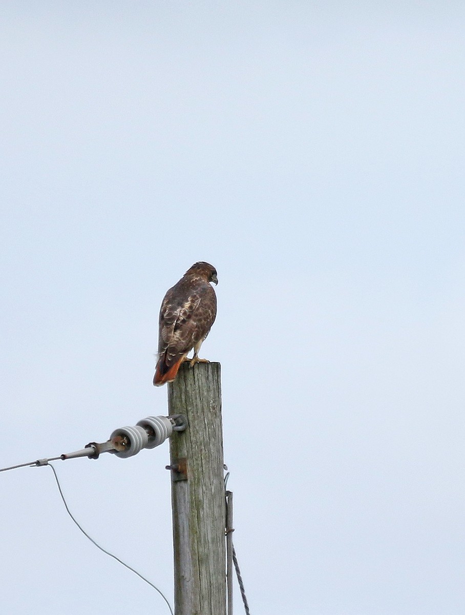 Rotschwanzbussard - ML184503111