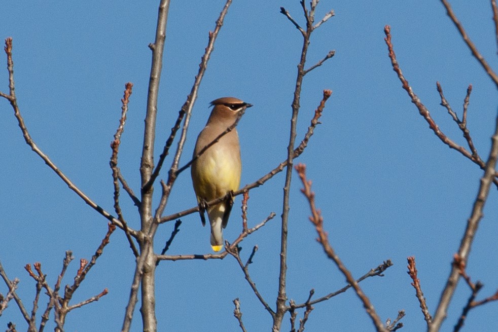 Cedar Waxwing - ML184503501