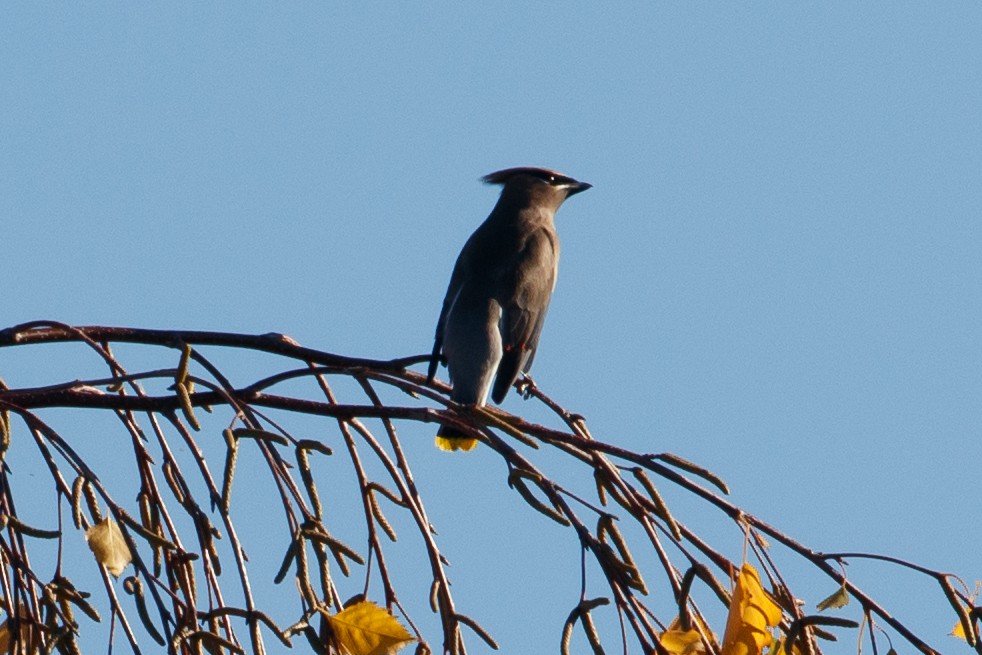 Cedar Waxwing - ML184503521