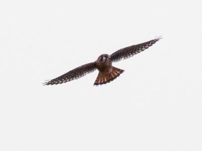 American Kestrel - ML184506301
