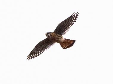 American Kestrel - ML184506311