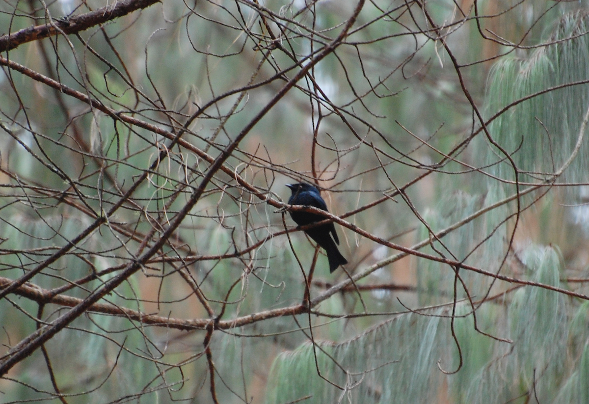 Square-tailed Drongo - Alistair Routledge