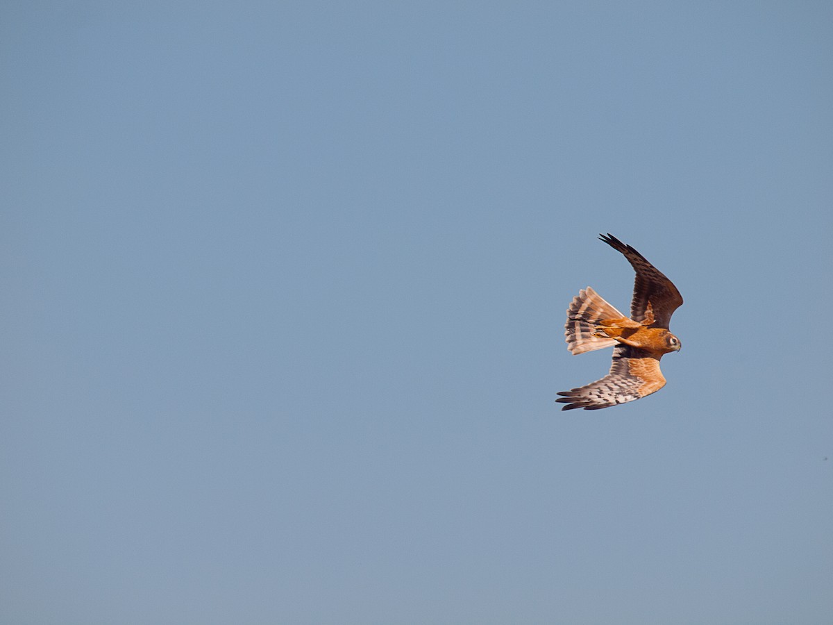 Montagu's Harrier - ML184507751