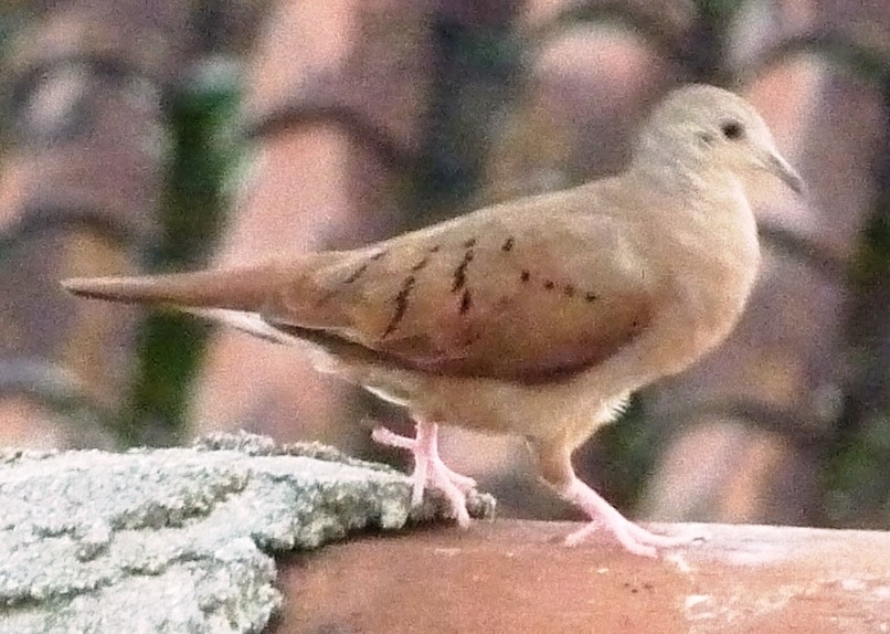 Ruddy Ground Dove - ML184507821